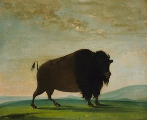 Vache buffalo, broutant dans la prairie, 1832-1833 - George Catlin