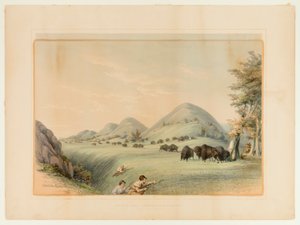 Chasse au bison ; approche dans un ravin--no. 11 - George Catlin