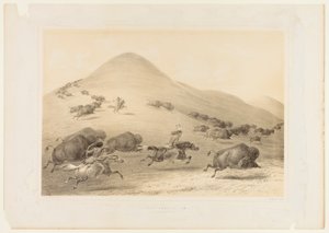 Chasse aux bisons, Chase--no. 6