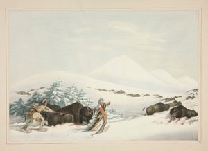 Chasse au bison, en raquettes, pl. 15 du portfolio des Indiens d