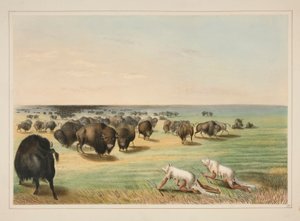 Chasse au bison, sous la peau de loup blanc, pl. 13 du Portfolio des Indiens d