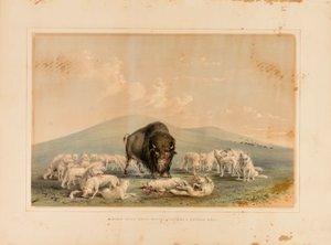 Chasse au buffle, loups blancs attaquant un buffle--no. 10 - George Catlin
