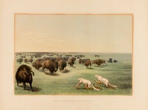 Chasse au bison, sous la peau du loup blanc--no. 13 - George Catlin