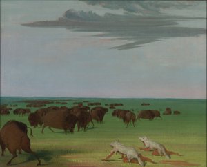 Chasse au buffle sous le masque en peau de loup