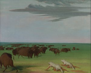Chasse au bison sous le masque de peau de loup, 1832-1833