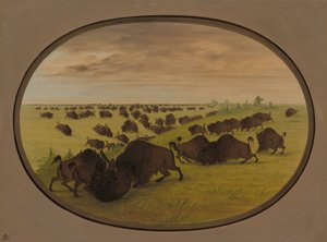 Combat de taureaux, 1861-1869 - George Catlin