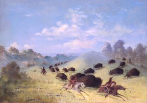 Indiens Comanches chassant le bison avec des lances et des arcs