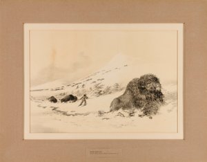 Buffle mourant--no. 17 - George Catlin