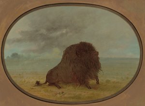 Buffle mourant, 1861-1869 - George Catlin
