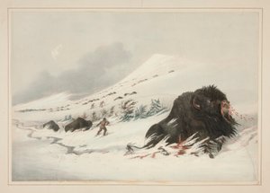 Bison mourant dans une congère, pl. 17 du Portfolio des Indiens d