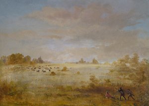 Elan en train de brouter dans une prairie d
