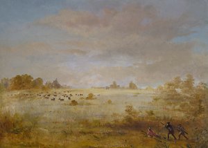 Élan broutant dans une prairie d
