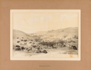 Indiens entourant Buffalo--no. 9 - George Catlin