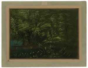 Forêt luxuriante sur la rive de l
