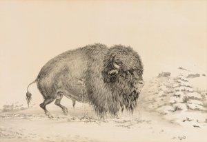 Buffle gravement blessé--no. 16 - George Catlin