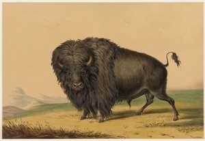  - George Catlin
