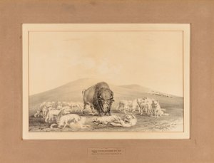 Les loups blancs attaquent Old Buffalo--no. 10 - George Catlin