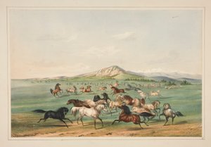 Chevaux sauvages en jeu, pl. 3 du portfolio des Indiens d