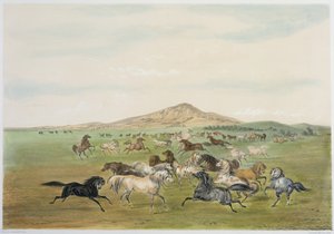 Chevaux sauvages au jeu (lithographie couleur) - George Catlin
