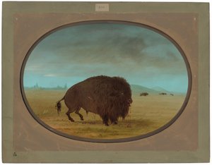 Buffle blessé - George Catlin