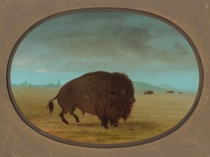 Buffle blessé, 1861-1869 - George Catlin