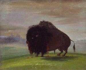Buffle blessé, répandant son sang dans les Prairies - George Catlin
