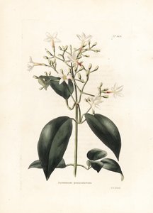 Jasmin (Jasminum paniculatum) - Lithographie de George Cooke, pour le magazine britannique Conrad Loddiges Botanical Cabinet (1738-1826) - George Cooke