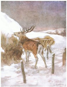 Il découvrit bientôt où était gardé le fourrage pour les bœufs - George Denholm Armour