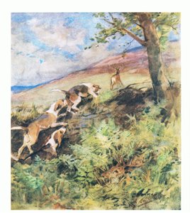 Le vieux cerf s