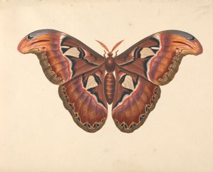 Papillon Atlas