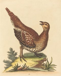 Oiseau brun tacheté - George Edwards