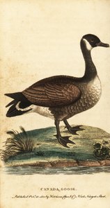 Bernache du Canada, Branta canadensis., 1800 (gravure) - George Edwards