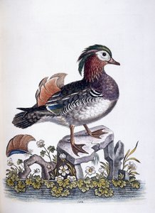 Sarcelle chinoise, 1746