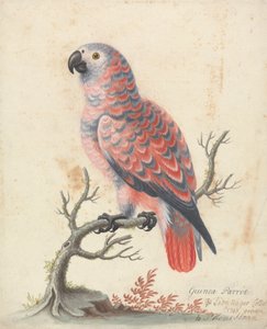Perroquet de Guinée