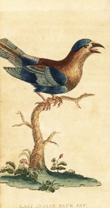 Rollier indien, Coracias benghalensis (gravure) - George Edwards