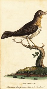 Grive musicienne, Turdus minor - George Edwards