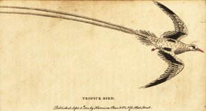 Phaéton à bec rouge, Phaethon aethereus (gravure) - George Edwards