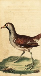 Sora, Porzana carolina (gravure) - George Edwards