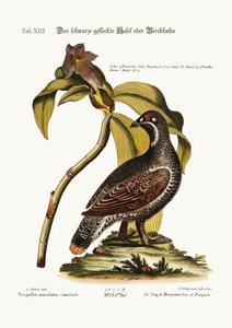 Le coq noir et tacheté, 1749-73 - George Edwards