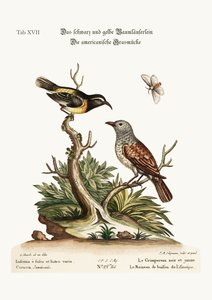 Le Grimpereau Noir et Jaune. Le Moineau de Haie Américain, 1749-73