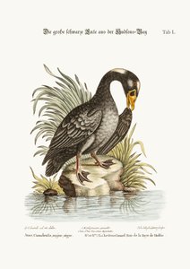 Le grand canard noir de la baie d