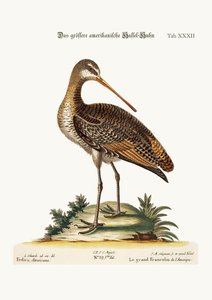 Le Grand Godwit américain, 1749-73 - George Edwards