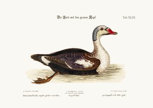 Le canard à tête grise, 1749-73 - George Edwards