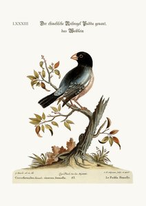 La poule Padda ou oiseau de riz