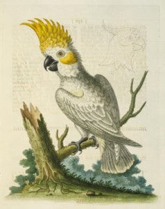 Le Petit Cacatua Blanc à Crête Jaune