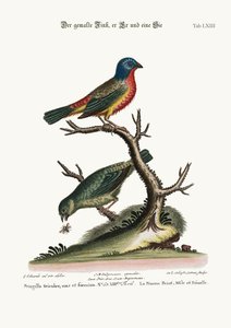 Le Pinson Peint, Coq et Poule, 1749-73
