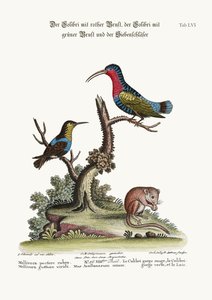 Le Colibri à poitrine rouge, le Colibri à gorge verte et le Loir, 1749-73