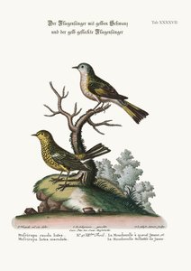Le gobe-mouches à queue jaune et le gobe-mouches jaune tacheté, 1749-73