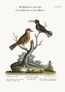 Le Chardonneret Jaune et le Colibri à Queue Blanche, 1749-73