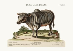 Le petit buffle indien, 1749-73 - George Edwards